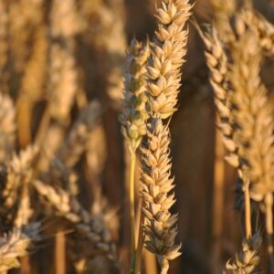 Wheat