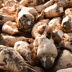 Sugar Beets